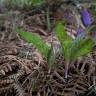 Fotografia 6 da espécie Erythronium dens-canis do Jardim Botânico UTAD