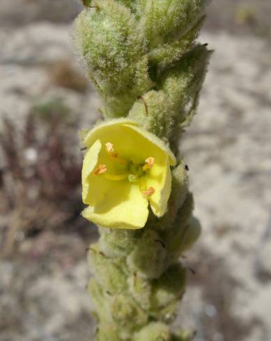 Fotografia de capa Verbascum litigiosum - do Jardim Botânico