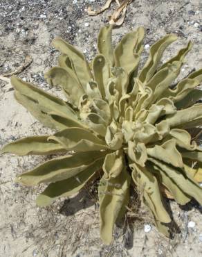 Fotografia 2 da espécie Verbascum litigiosum no Jardim Botânico UTAD