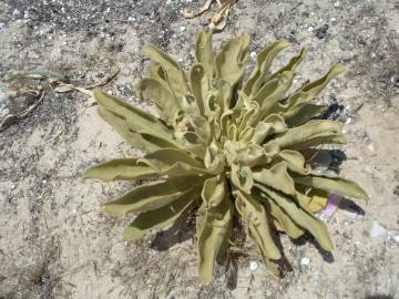 Fotografia da espécie Verbascum litigiosum