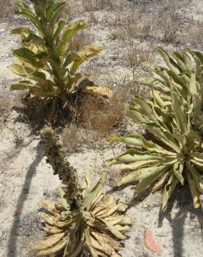 Fotografia 3 da espécie Verbascum litigiosum no Jardim Botânico UTAD