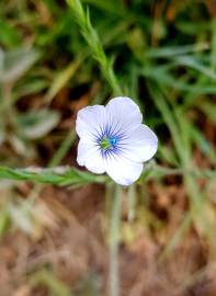 Fotografia da espécie Linum bienne