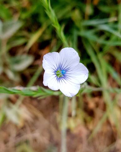 Fotografia de capa Linum bienne - do Jardim Botânico