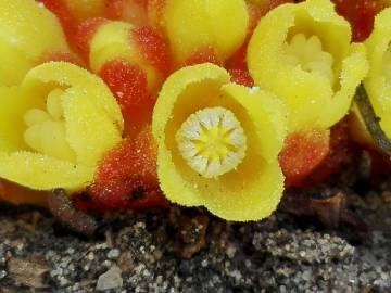 Fotografia da espécie Cytinus hypocistis subesp. macranthus