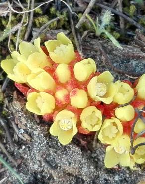 Fotografia 3 da espécie Cytinus hypocistis subesp. macranthus no Jardim Botânico UTAD