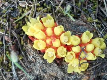 Fotografia da espécie Cytinus hypocistis subesp. macranthus