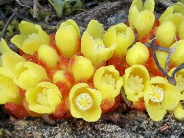 Fotografia da espécie Cytinus hypocistis subesp. macranthus