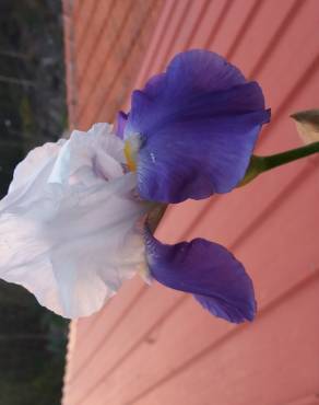 Fotografia 3 da espécie Iris germanica no Jardim Botânico UTAD