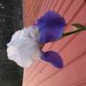 Fotografia 3 da espécie Iris germanica do Jardim Botânico UTAD