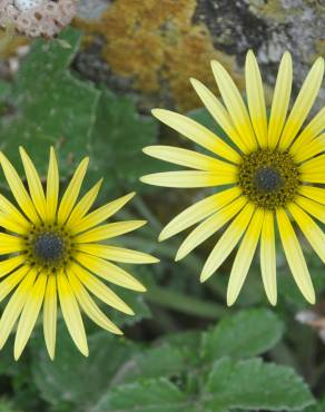 Fotografia 3 da espécie Arctotheca calendula no Jardim Botânico UTAD