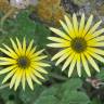 Fotografia 3 da espécie Arctotheca calendula do Jardim Botânico UTAD