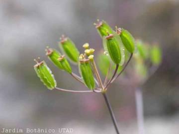 Fotografia da espécie Thapsia villosa var. villosa