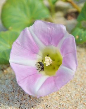 Fotografia 1 da espécie Calystegia soldanella no Jardim Botânico UTAD