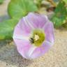 Fotografia 1 da espécie Calystegia soldanella do Jardim Botânico UTAD