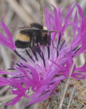 Fotografia 1 da espécie Centaurea sphaerocephala subesp. sphaerocephala no Jardim Botânico UTAD