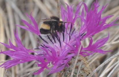 Fotografia da espécie Centaurea sphaerocephala subesp. sphaerocephala