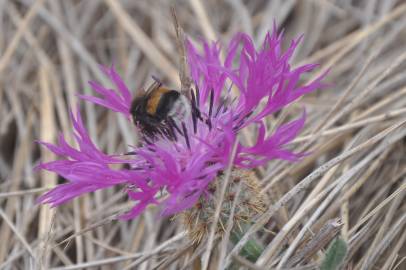 Fotografia da espécie Centaurea sphaerocephala subesp. sphaerocephala