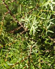 Fotografia da espécie Juniperus navicularis