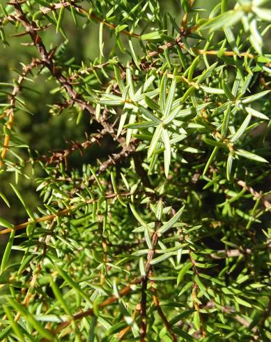 Fotografia de capa Juniperus navicularis - do Jardim Botânico