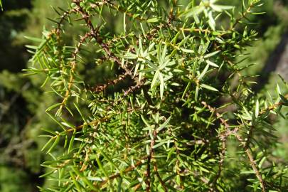 Fotografia da espécie Juniperus navicularis