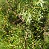 Fotografia 1 da espécie Juniperus navicularis do Jardim Botânico UTAD