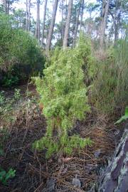 Fotografia da espécie Juniperus navicularis