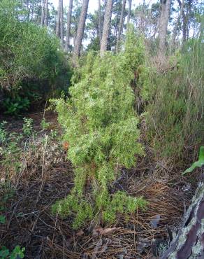 Fotografia 2 da espécie Juniperus navicularis no Jardim Botânico UTAD
