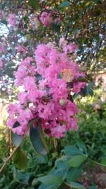 Fotografia da espécie Lagerstroemia indica