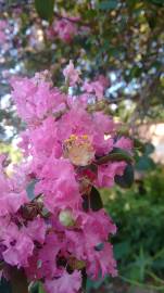 Fotografia da espécie Lagerstroemia indica