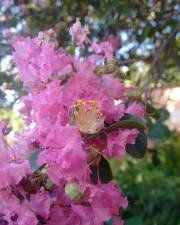 Fotografia da espécie Lagerstroemia indica