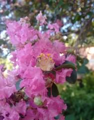 Lagerstroemia indica