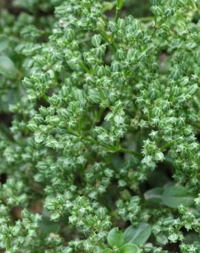 Fotografia 6 da espécie Polycarpon tetraphyllum subesp. tetraphyllum no Jardim Botânico UTAD