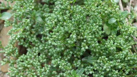 Fotografia da espécie Polycarpon tetraphyllum subesp. tetraphyllum