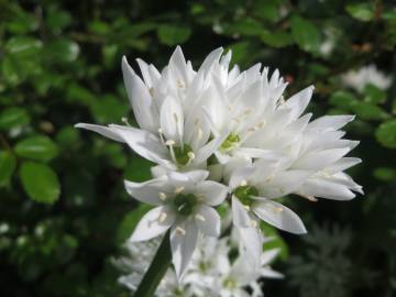 Fotografia da espécie Allium ursinum subesp. ursinum