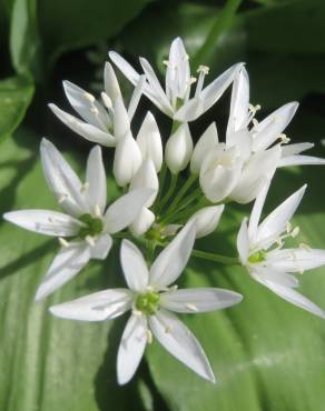 Fotografia 1 da espécie Allium ursinum subesp. ursinum no Jardim Botânico UTAD