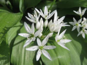 Fotografia da espécie Allium ursinum subesp. ursinum