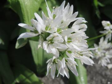 Fotografia da espécie Allium ursinum subesp. ursinum