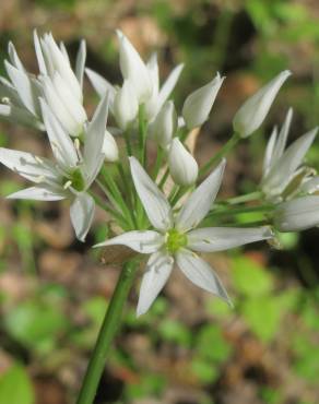 Fotografia 4 da espécie Allium ursinum subesp. ursinum no Jardim Botânico UTAD