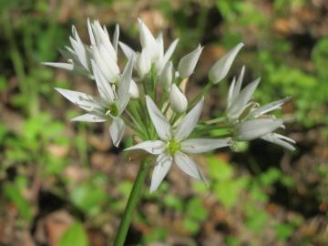 Fotografia da espécie Allium ursinum subesp. ursinum