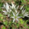 Fotografia 4 da espécie Allium ursinum subesp. ursinum do Jardim Botânico UTAD