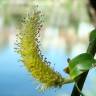 Fotografia 2 da espécie Salix alba do Jardim Botânico UTAD