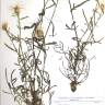 Fotografia de herbário 1 da espécie Centaurea calcitrapa no Jardim Botânico UTAD