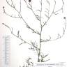 Fotografia de herbário 1 da espécie Centaurea limbata no Jardim Botânico UTAD