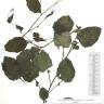 Fotografia de herbário 1 da espécie Lapsana communis no Jardim Botânico UTAD
