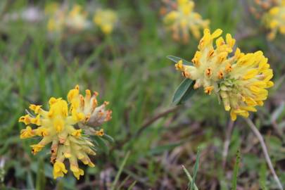 Fotografia da espécie Anthyllis vulneraria subesp. alpestris