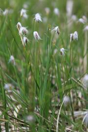 Fotografia da espécie Eriophorum alpinum