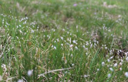 Fotografia da espécie Eriophorum alpinum