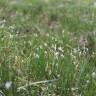 Fotografia 3 da espécie Eriophorum alpinum do Jardim Botânico UTAD