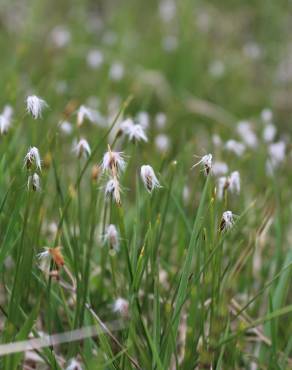 Fotografia 4 da espécie Eriophorum alpinum no Jardim Botânico UTAD