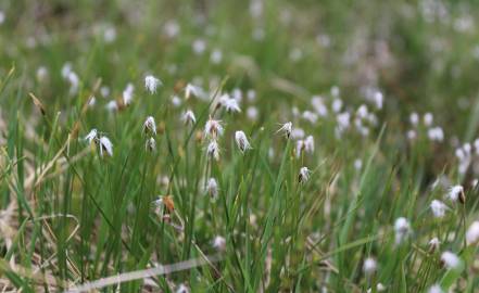 Fotografia da espécie Eriophorum alpinum